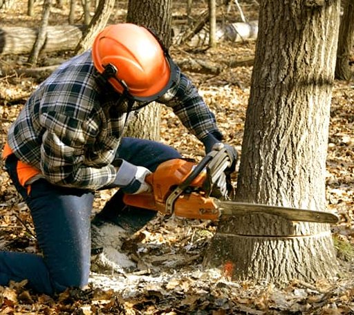 Tree Removal in New Baden, IL